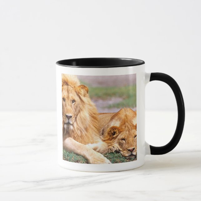 Tasse Paire de lions africains, Panthera leo, Tanzanie (Droite)