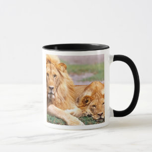 Tasse Paire de lions d'Afrique, Panthera leo, Tanzanie
