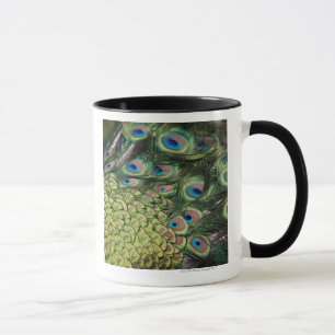 Tasse Paon masculin (cristatus de Pavo) montrant la