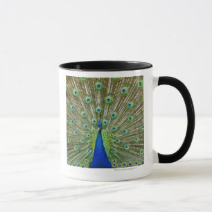 Tasse Paon montrant ses plumes, en tant qu'élément d'a