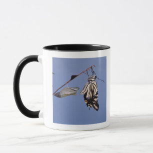 Tasse Papillon de machaon après métamorphose