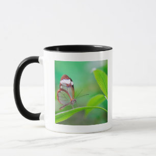 Tasse Papillon en verre d'aile détendant sur le vert