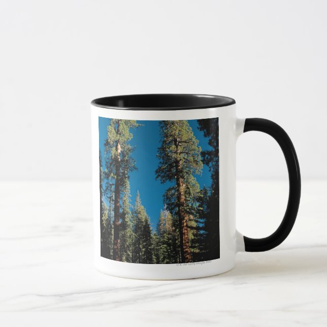 Tasse Parc national de séquoia, la Californie (Droite)
