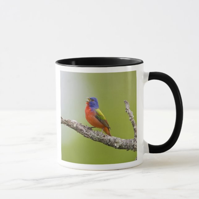 Tasse Peint Bunting Passerina ciris) chant masculin (Droite)