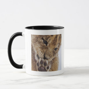 Tasse Petit animal de lion (Panthera Lion) léchant la