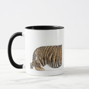 Tasse Petit animal de tigre de Sumatran - sumatrae du