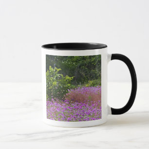Tasse Phlox de Drummond, Phlox drummondi, Hilton Head