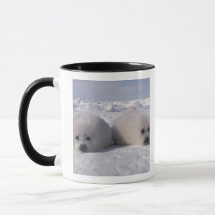 Tasse Phoque du Groenland (Phoca groenlandica) Jeunes ph