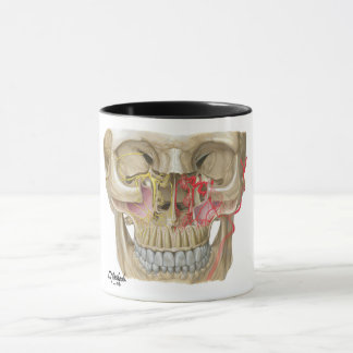 Tasse Photo de détenu Pterygopalatine de Fossa