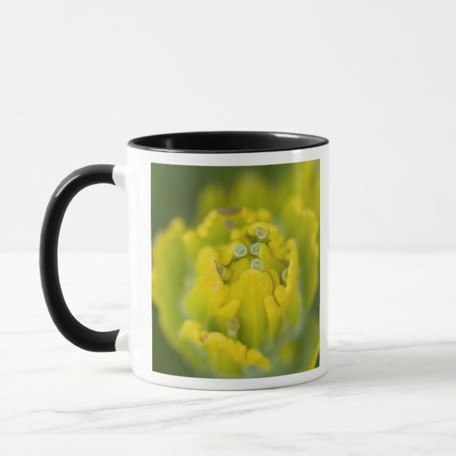 Tasse Pinceau doré indien Castilleja 2 (Gauche)