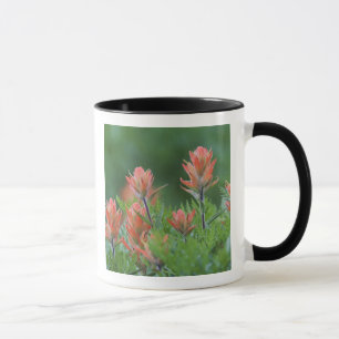 Tasse Pinceau indien, Castilleja miniata, Ouray,