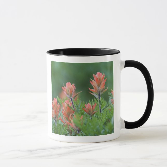 Tasse Pinceau indien, Castilleja miniata, Ouray, (Droite)