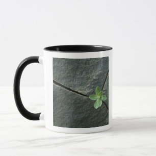 Tasse Plante s'élevant à Boulder criqué