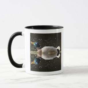 Tasse (Platyrhyncus d'ana), secouant outre de l'eau