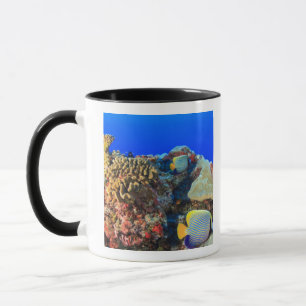Tasse Poisson-ange royal Pygoplites diacanthus),