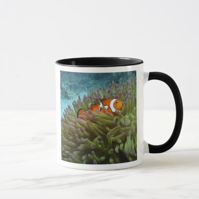 Tasse Poisson clown ( Amphiprion ocellaris ) (Droite)
