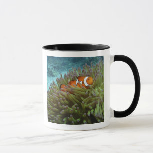 Tasse Poisson-clown occidental (Amphiprion ocellaris)