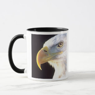Tasse Portrait d'aigle royal, Haliaeetus leucocephalus,