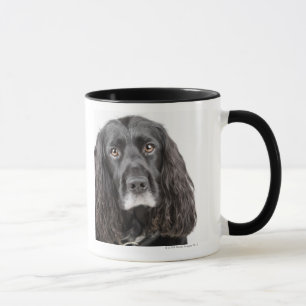 Tasse Portrait de studio de cocker