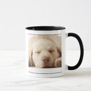 Tasse Portrait de studio de labrador retriever jaune
