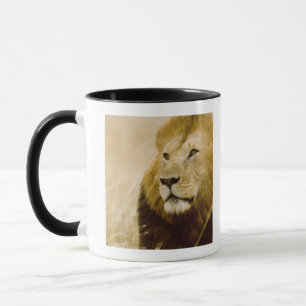 Tasse Portrait masculin de lion (Panthera Lion), masai
