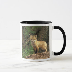 Tasse Poupe Renard Rouge devant la tanière (Vulpes vulpe