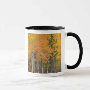 Tasse Provo River et peupliers faux-trembles