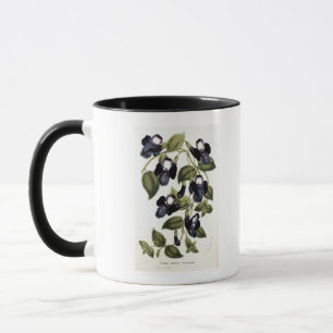 Tasse Pulcherrima asiatica de Torenia