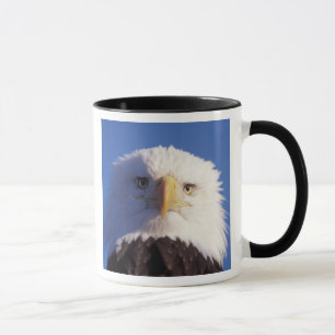 Tasse pygargue à tête blanche, Haliaeetus leucocephalus,