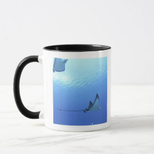 Tasse Raies nageant, Saipan, Mariannes du Nord