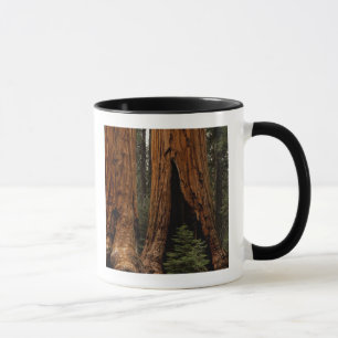 Tasse Redwood Trees, Sequoia National Park.