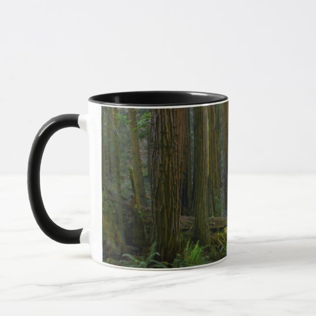 Tasse Redwoods Dans Le Parc National De Muir Woods (Gauche)