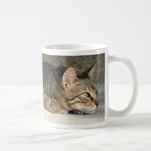 Tasse réfléchie adorable de chat tigré