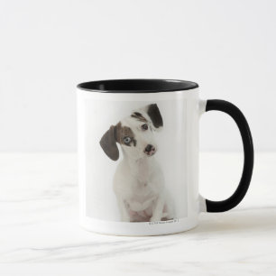 Tasse Regarder femelle de chiot de teckel/chiwawa
