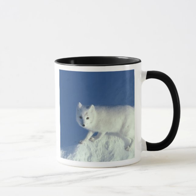 Tasse Renard arctique Alopex lagopus) Un renard arctique (Droite)