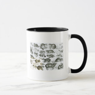 Tasse Rodentia-Rongeurs ou animaux de rongement