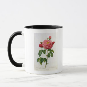 Tasse Rosa Gallica Aurelianensis