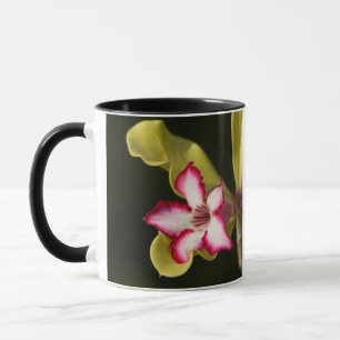 Tasse Rose du désert (Adenium Obesum), Afrique du Sud