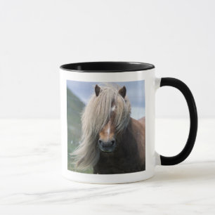 Tasse Royaume-Uni, Écosse, îles Shetland, poney Shetland