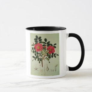Tasse Rugosa de Rosa, de 'Flora Japonica