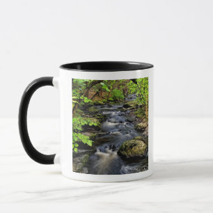 Tasse Ruisseau traverse la forêt