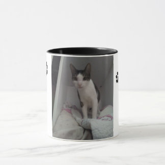 Tasse schöne Katze