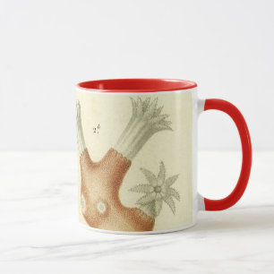 Tasse Science Textbook Biologie, Corail Vintage Animaux