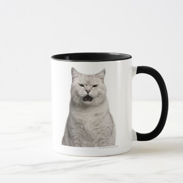 Tasse Shorthair britannique (4 années) (Droite)