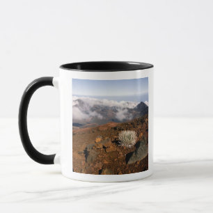 Tasse Silversword sur le bord du cratère Haleakala depui