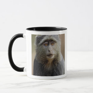 Tasse Singe de Sykes ou Cercopithèque à diadème, Cercopi
