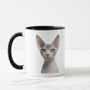 Tasse Sphynx (7 mois)