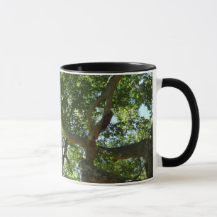 Tasse Sycamore Tree Nature verte