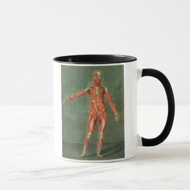 Tasse Système musculaire superficiel de l'avant de la BO (Droite)