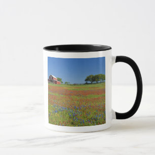 Tasse Texas, Texas Hill Country, Castilleja indivisa
